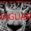 JAGUAR HONEY｜コスタリカ