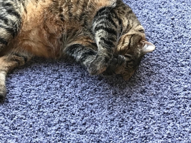 顔ををぎゅっとして昼寝 有限会社ワールドウインドー庄内のニュース まいぷれ 酒田 顔ををぎゅっとして昼寝 有限会社ワールドウインドー庄内のニュース まいぷれ 酒田