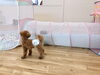 あれ？きなこちゃんまだトンネルなの？「ましゅまろ幼稚園劇場　パートⅡ」