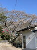 標準木は、倉庫奥のソメイヨシノです🌸「🌸🌸新見市開花宣言🌸🌸「新見市の桜特集2024」も更新しました」