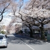 Jr川崎駅西口の桜並木 幸区 お花見するならここ 川崎市の 桜 特集 21年 まいぷれ 川崎市