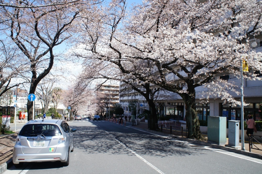 お花見するならここ 川崎市の 桜 特集 21年 まいぷれ 川崎市