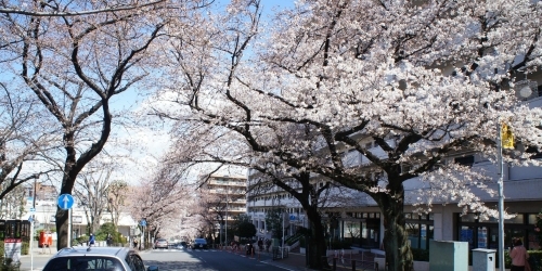 Jr川崎駅西口の桜並木 幸区 お花見するならここ 川崎市の 桜 特集 年 まいぷれ 川崎市 Jr川崎駅西口の桜並木 幸区 お花見するならここ 川崎市の 桜 特集 年 まいぷれ 川崎市