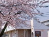 北上図書館駐車場内「北上市開花宣言」