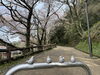 音無山「音無山の桜」