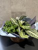 「観葉植物のよせかご」