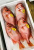 「西海物産館・魚魚市場鮮魚コーナーおすすめは「うちわエビ」です♪」