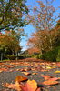 「11月にはいり、紅葉シーズンが近づいてきましたね‼」