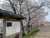 宮川堤公園「宮川堤公園　桜開花状況🌸」