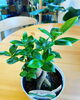「観葉植物入荷しました」