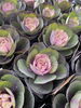 葉牡丹:蓮花「入荷日」