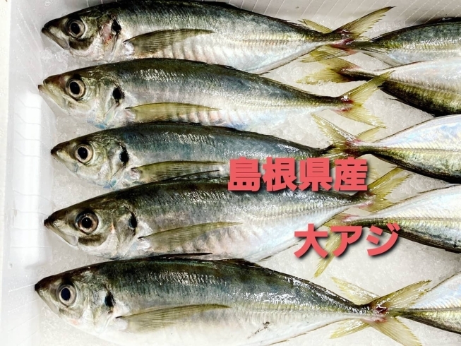 「○本日のお刺身○【境港産本マグロ】【島根県産大アジ】」