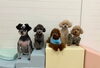 にほ。☆ぷっか☆綺羅☆ハッピー☆クッキー「ましゅまろ幼稚園🐾」