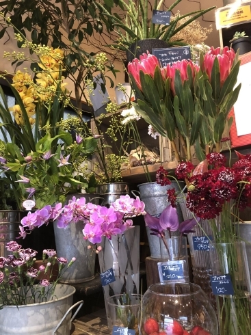 鉢花沢山入荷しました 本八幡のお花屋さん フラワーギフトが人気 芽ぶき屋 本八幡店のニュース まいぷれ 市川市 鉢花沢山入荷しました 本八幡のお花屋さん フラワーギフトが人気 芽ぶき屋 本八幡店のニュース まいぷれ 市川市