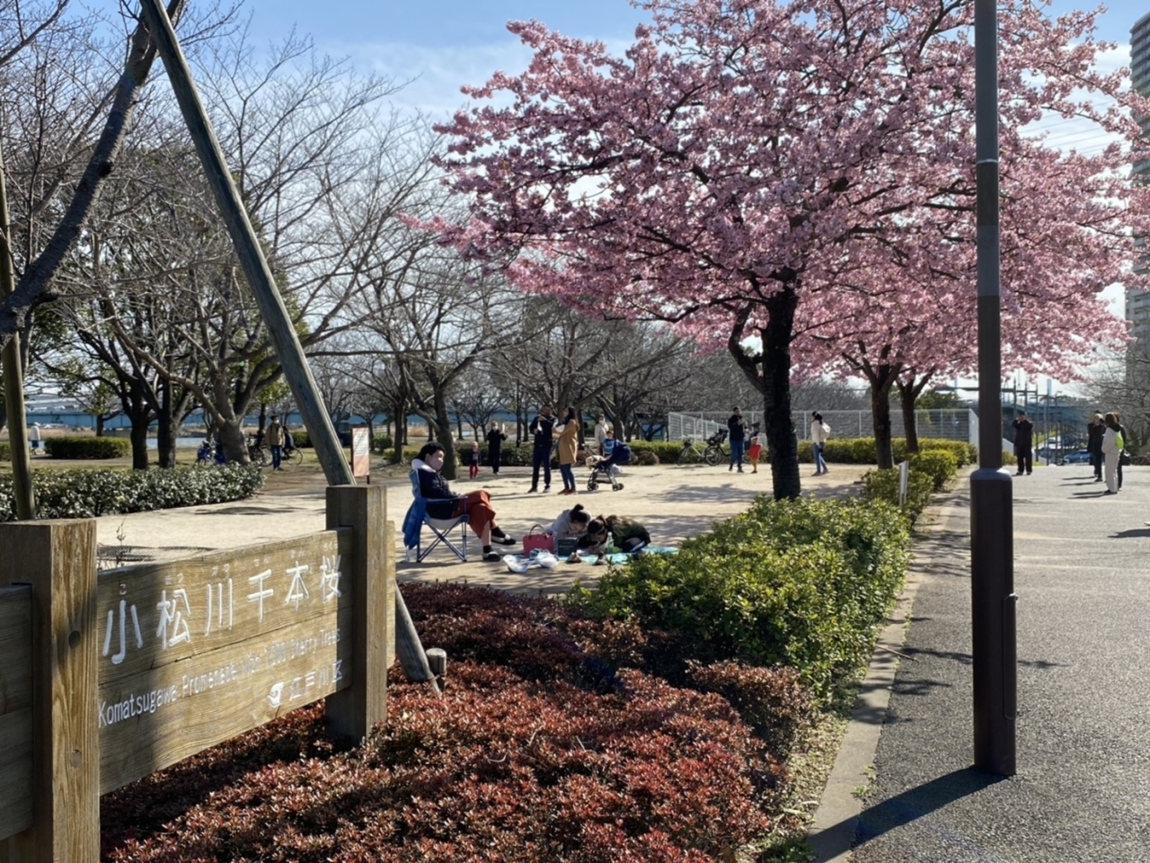 江戸川区内で河津桜が見れるスポット4選 | みんなで作る！えどがわ公園MAP| まいぷれ[江戸川区]