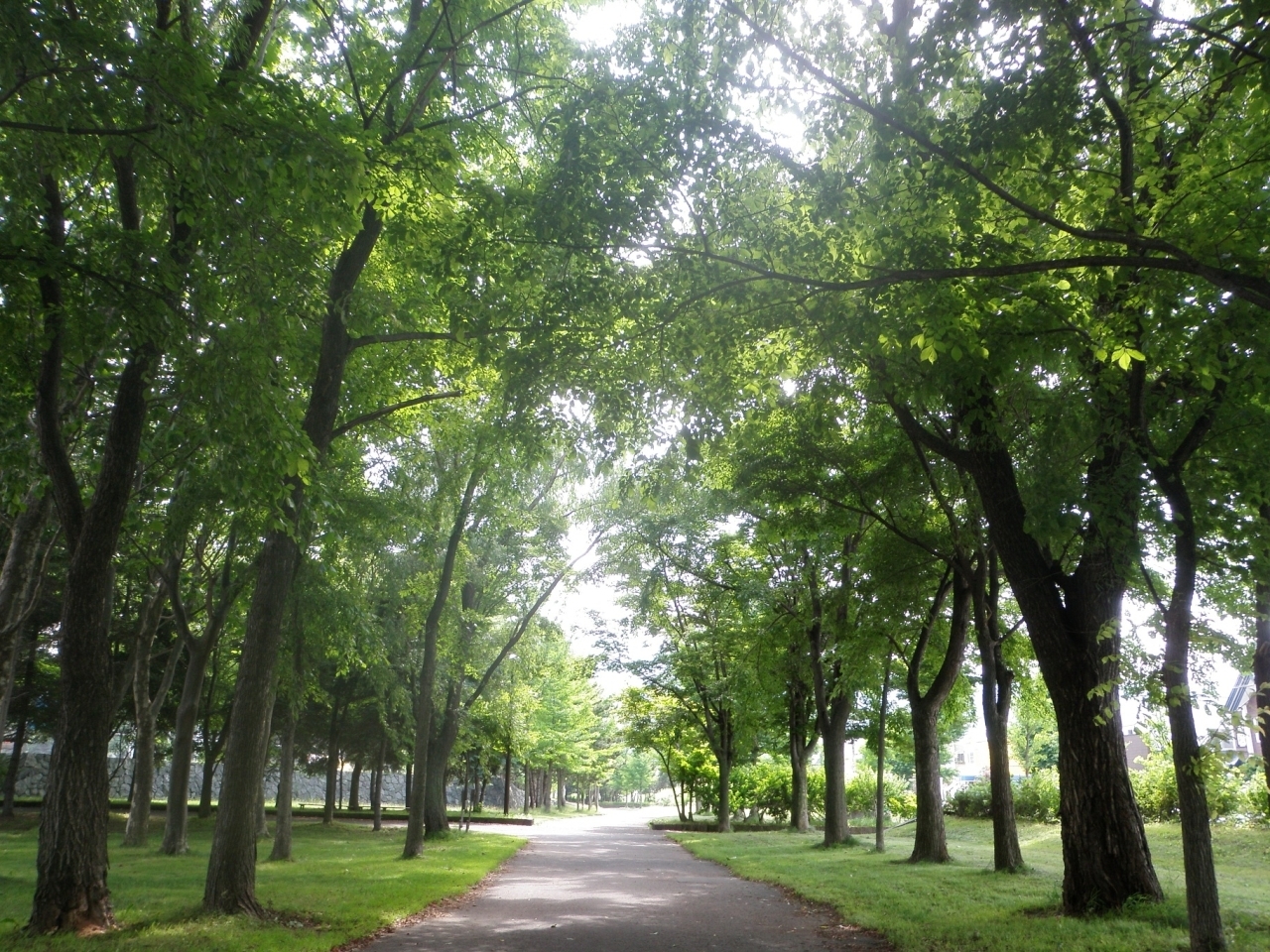 手稲稲積公園 あなたの街 手稲区前田を知る まいぷれ 札幌市手稲区