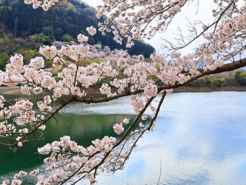 津久井湖と湖畔の桜