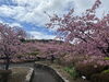 「魚魚の宿　3月16日　河津桜🌸🌱」