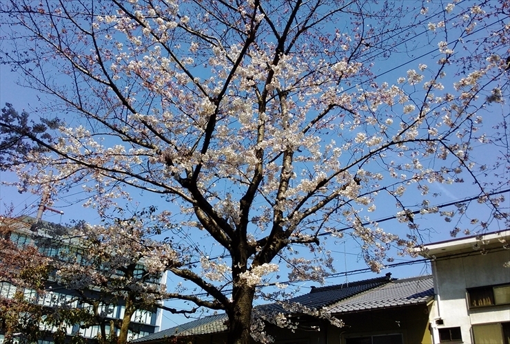 京都リサーチパークの桜