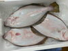 「本日鮮魚入荷してまーす。[岩牡蠣は７月から販売致します。]」