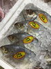 「魚魚市場鮮魚コーナーは「クロムツ」です♪」