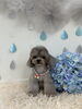 るなちゃん「わんこと梅雨☔️」