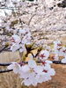 「アイアイひらたで花見風呂いかがでしょうか♨️🌸」
