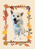 「Dog salon mofu mofu　余市町」