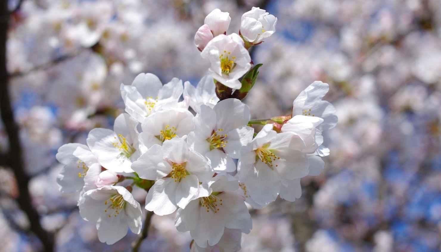 長野市のお花見特集21 ページ1 22お花見特集 まいぷれ 長野市 長野市のお花見特集21 ページ1 22お花見特集 まいぷれ 長野市