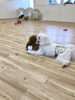 くまくんと理玖くん仲良し♡じゃれっこ中です♡「ましゅまろ幼稚園」