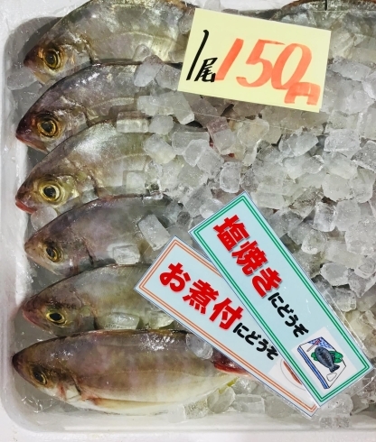 魚魚市場鮮魚コーナーおすすめは アラカブ ヒラアジ です 魚魚の宿のニュース まいぷれ 佐世保