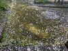 「【西条市小松町大頭】石根ふれあい公園の桜が満開でした♪」
