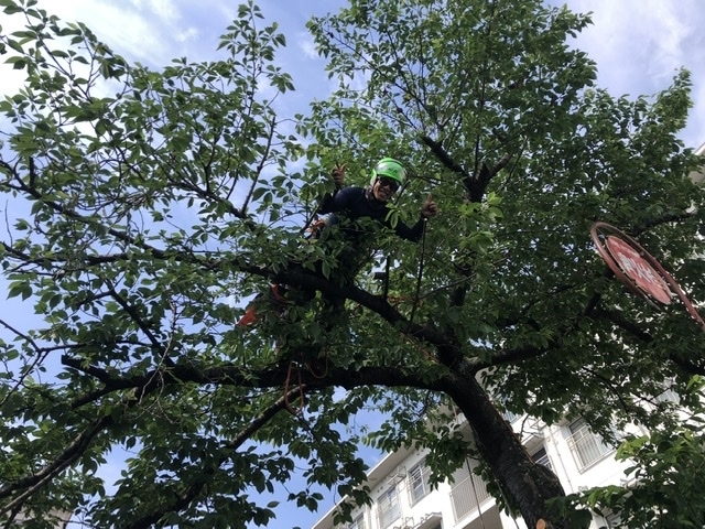 川西市で桜の剪定をしました 植木屋ハッピーグリーンのニュース まいぷれ 川西 猪名川 川西市で桜の剪定をしました 植木屋ハッピーグリーンのニュース まいぷれ 川西 猪名川