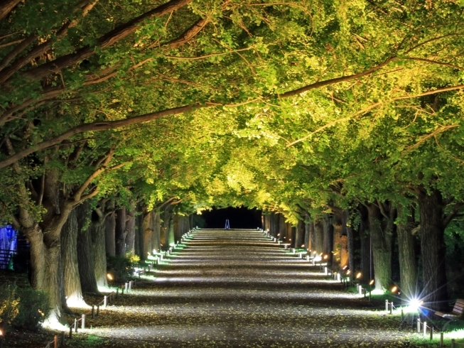 国営昭和記念公園 紅葉ライトアップイベントの追加特別開催が決定 まいぷれたちかわ編集部のニュース まいぷれ 立川市 国営昭和記念公園 紅葉ライトアップイベントの追加特別開催が決定 まいぷれたちかわ編集部のニュース まいぷれ 立川市