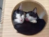 お互いにペロペロ「変わらない朝の様子😻【静岡市　葵区　猫カフェ　保護猫　里親募集】」
