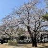 習志野でお花見するならここ！　習志野市の桜情報【2025年】