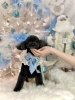 モコちゃん「2025 Merry Xmas🎄」