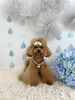 もなかちゃん「わんこと梅雨☔️」