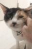 ドキドキするけれど しっかりご挨拶…みけちゃん「猫ちゃん＋犬ちゃん大家族もおまかせ！条件付きでワンちゃんのお世話も承ります」