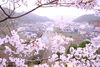 「桜の季節ですね。」