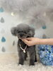 くるみちゃん　可愛いハイシニアさん♡「わんこと梅雨☔️」