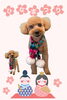 「Dog salon mofu mofu　余市町」