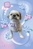 「Dog salon mofu mofu　余市町」