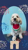 「Dog salon mofu mofu　余市町」