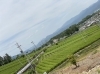 茶畑がとてもきれいです。「おすすめの撮影スポット」