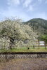 岩山駅のウコン桜は満開（4/18撮影）「桜🌸終わった…？いえいえ、次は八重桜ですよ！🌸🌸」