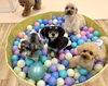 こはくちゃん＆このはちゃん＆まるくん＆ジョアくん　仲良くボールプールで☺️「ましゅまろ幼稚園🐾」