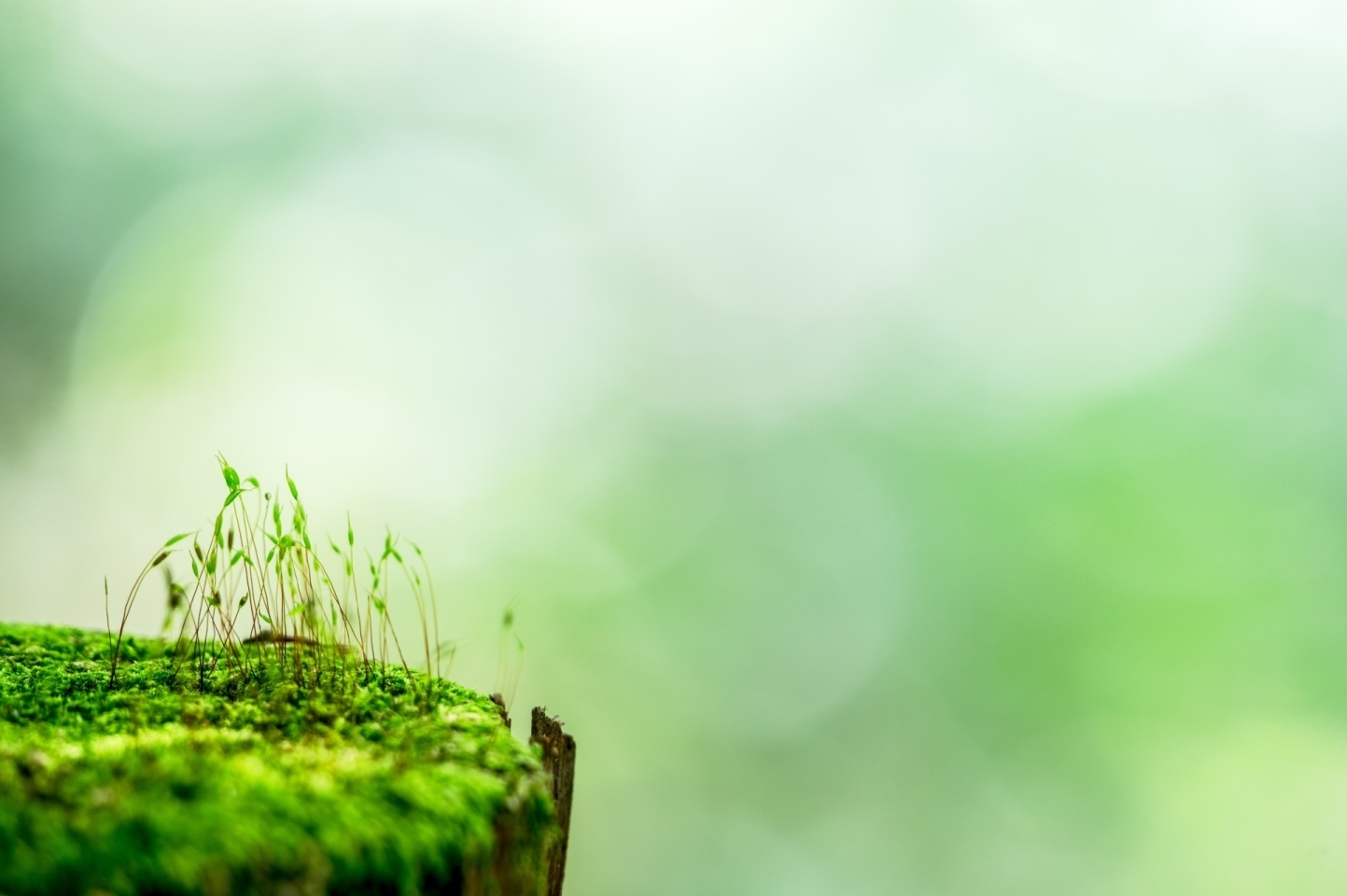 苔むすび 由比ガ浜 鎌倉新店オープン特集 まいぷれ 鎌倉市 苔むすび 由比ガ浜 鎌倉新店オープン特集 まいぷれ 鎌倉市