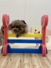 もっちーちゃんジャンプ💨「ましゅまろ幼稚園🐾」
