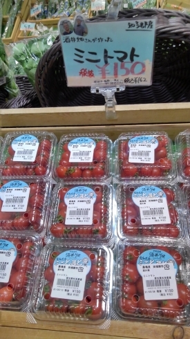 あまーいミニトマト150円から「⭐やわらか春キャベツ⭐がお買得❗」